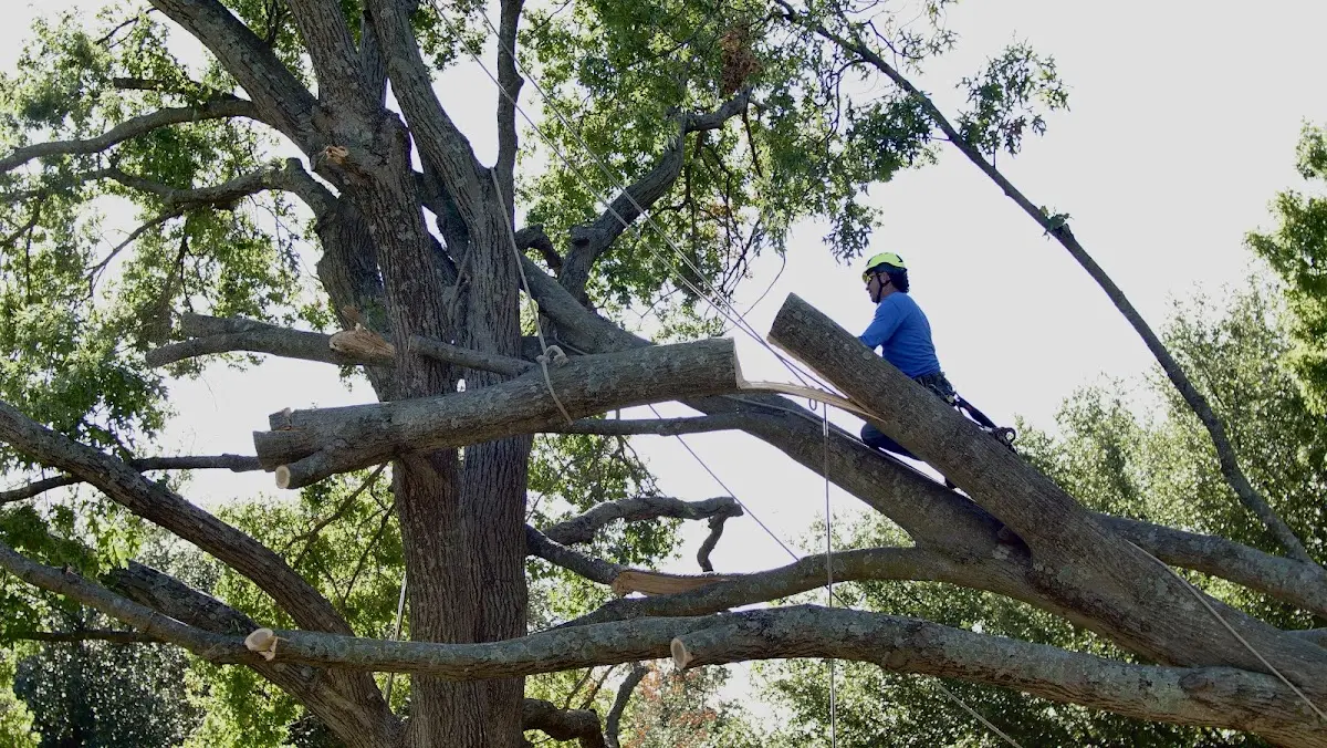 Professional Crown Thinning performed by certified arborists in Croydon
